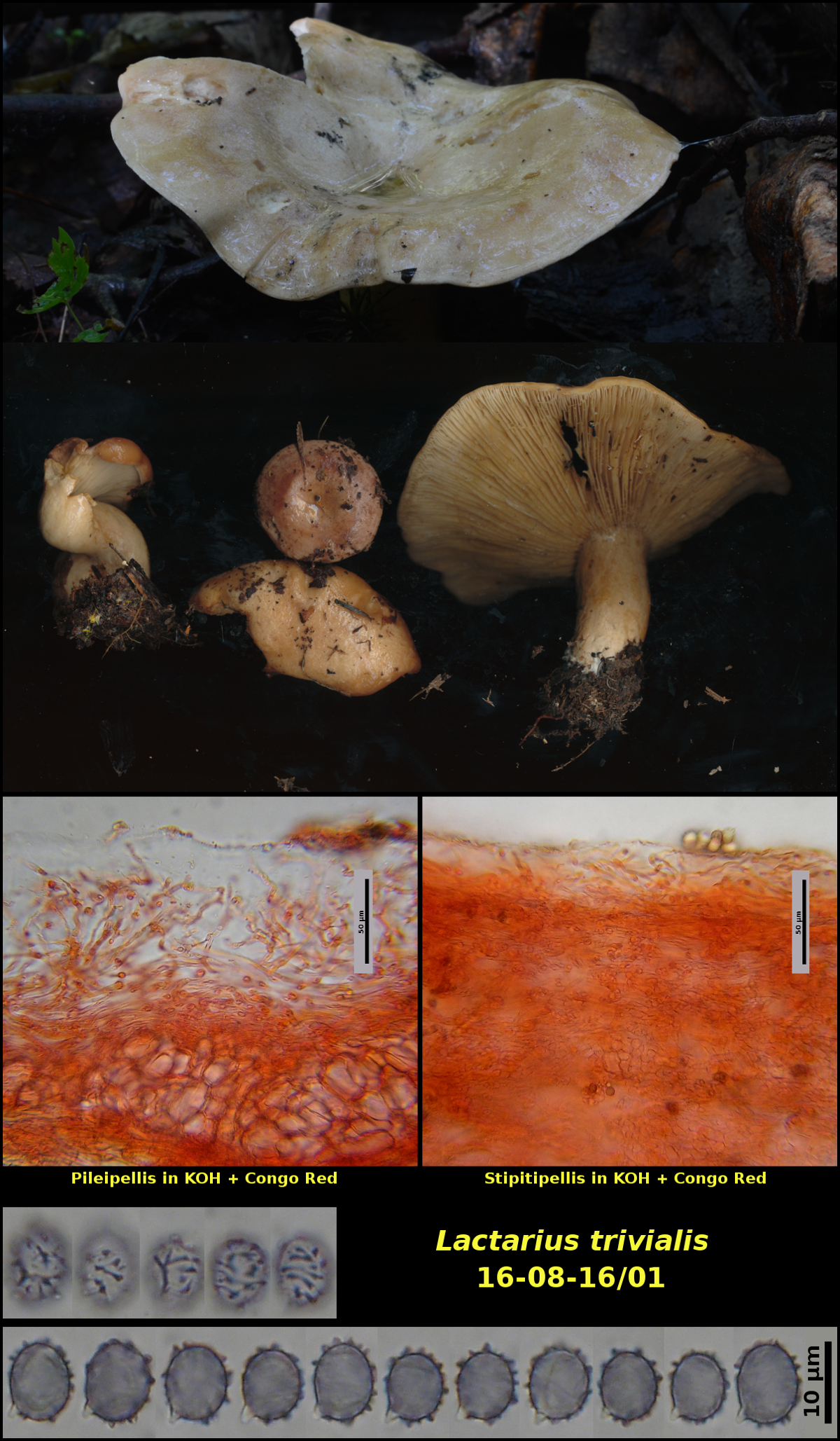 Picture of Lactarius trivialis